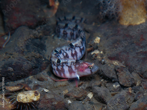 Rock gunnel or butterfish from Norway photo