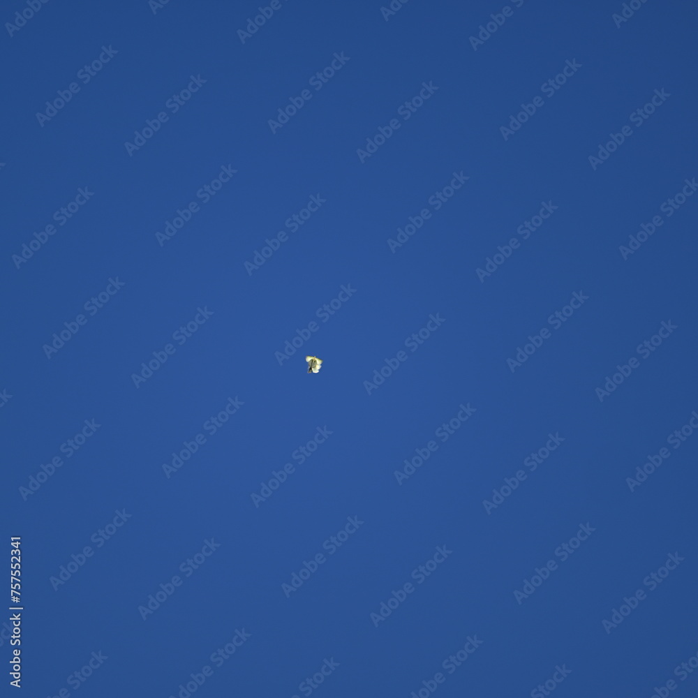 Butterfly flying in the sky