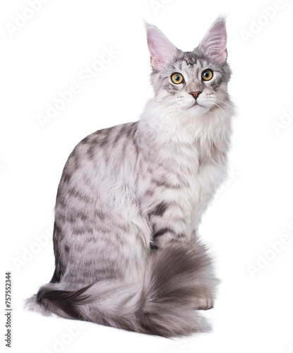 Full length young Maine coon cat portrait isolated on white. © Polina Ponomareva
