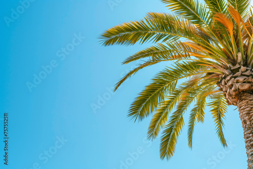 Palm tree canopy against a gradient blue sky with copy space © ChaoticDesignStudio