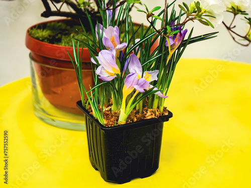 Crocus flowers in a plastic pot. Shooting from above. Flower store . Decorating with flowers . Vivid photo . Botanical exhibition photo