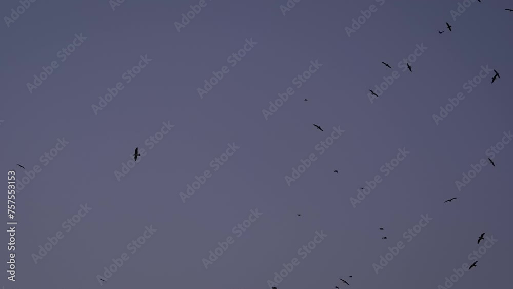 Slow motion: silhouettes of seagulls are flying in the dark sky in the evening. Freedom, wildlife and nature concept