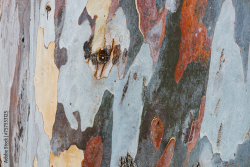 Multicolored green, yellow, orange and grey spotted bark of American sycamore. Texture of bark Platanus. Tree surface of Platanus occidentalis. Plane-tree. Natural camouflage background photo