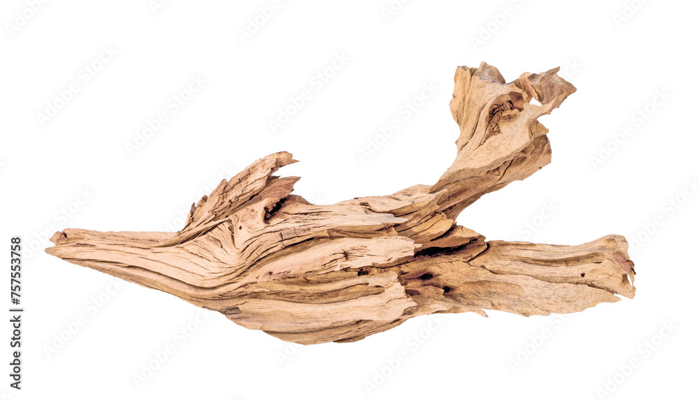 Mangrove driftwood for decorating an aquarium with a rough texture on a light background Mangrove driftwood for decorating an aquarium with a rough texture on a light background