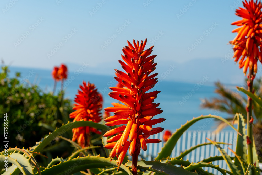 Aloe vera plantation, cultivation of aloe vera, healthy plant used for medicine, cosmetics, skin care, decoration Aloe vera plantation, cultivation of aloe vera, healthy plant used for medicine, cosmetics, skin care, decoration