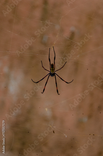 Spinne auf Madagascar 