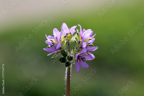 Flower head of a pink blooming  Erodium species photo