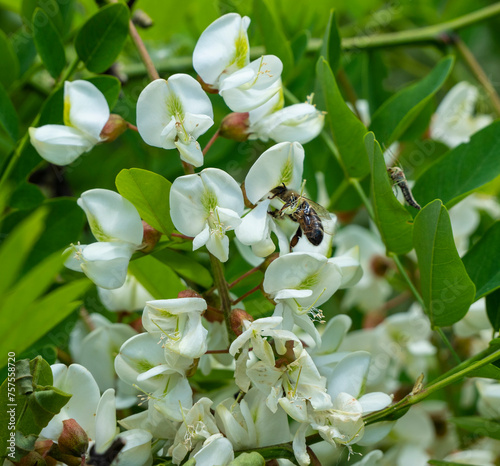 AA bee collects nectar from acacia flowers.
Acacia is an excellent honey plant.
Acacia honey is light in color and has excellent taste and medicinal qualities. bee collects nectar from acacia flowers. photo