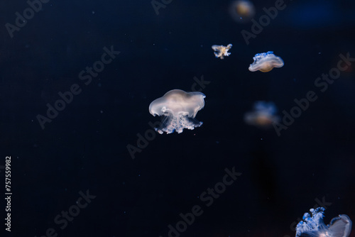 underwater photos of mediterranean jellyfish Cotylorhiza tuberculata photo