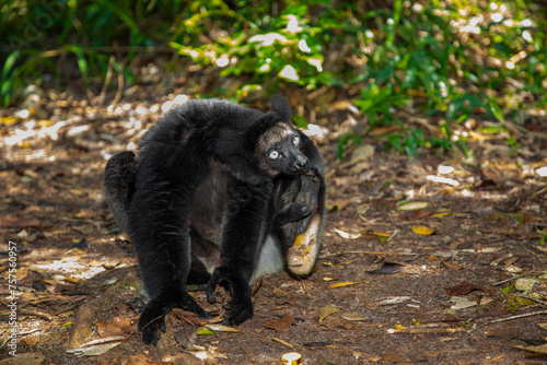 Lemur Indri indri, babakoto largest lemur from Madagascar photo