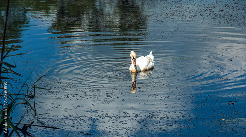 White swan on the river. Reflections on the surface of the water.