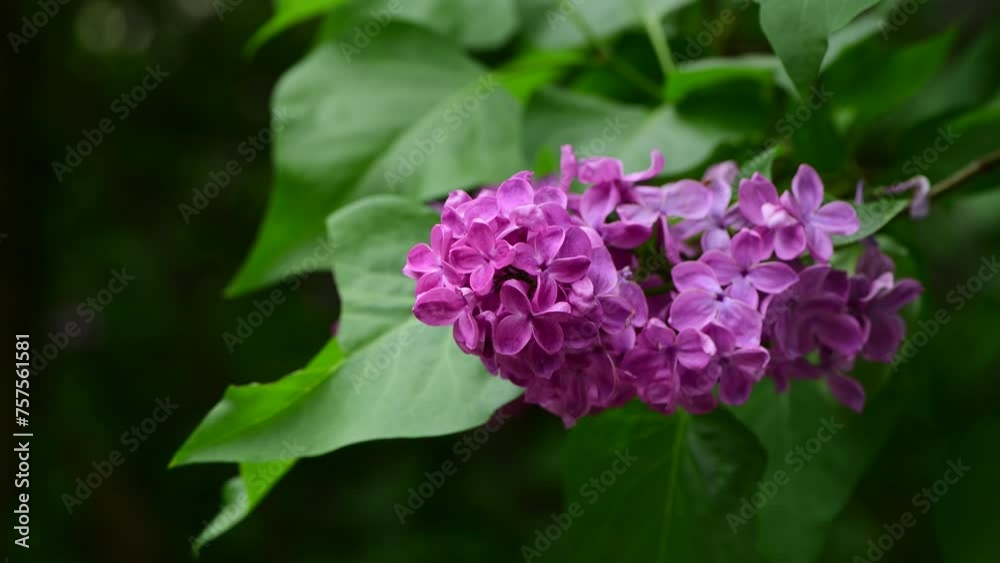 Blossom of Lilac garden trees nature spring time botany 4k video Blossom of Lilac garden trees nature spring time botany 4k video