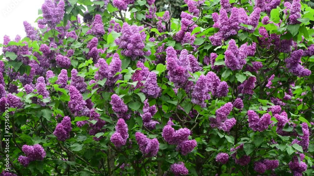 Nice 4k video of lilac garden at spring time in Kyiv, Ukraine Nice 4k video of lilac garden at spring time in Kyiv, Ukraine