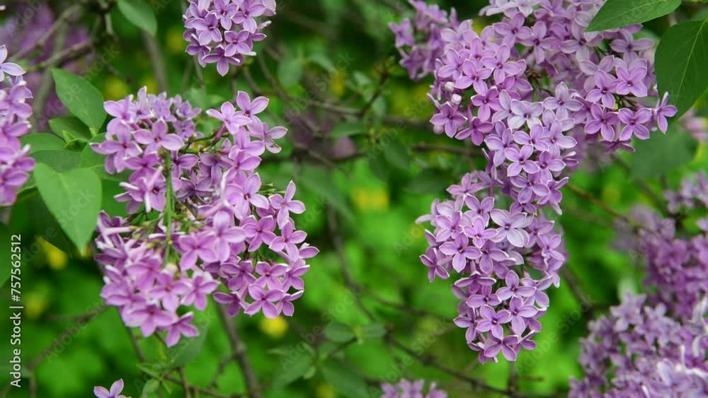 Blossom of Lilac garden trees nature spring time botany 4k video Blossom of Lilac garden trees nature spring time botany 4k video