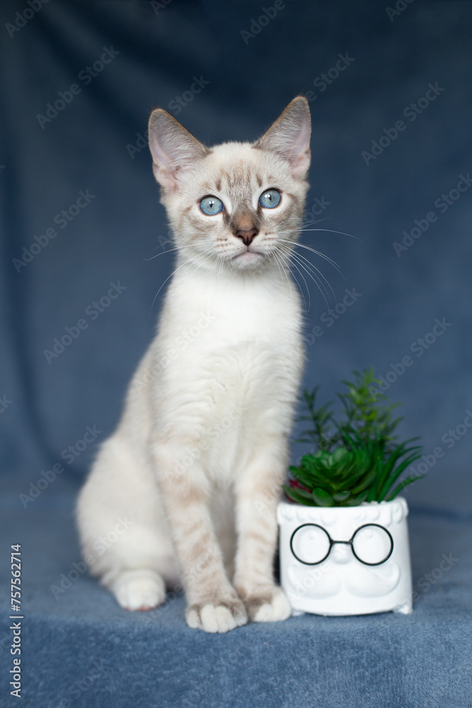 Thai kitten on a blue background next to a vase of flowers