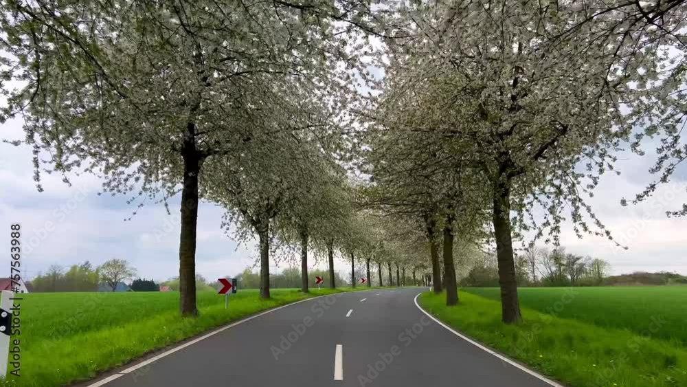 Spring landscape a road among blossoming cherry alley. Germany countryside Spring landscape a road among blossoming cherry alley. Germany countryside