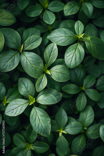 green foliage abstract background