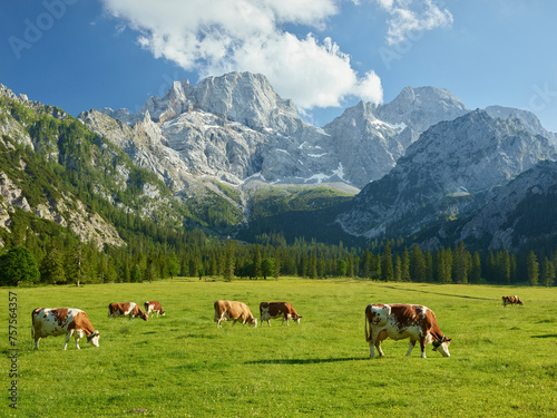 K  he auf der Rontalalm  n  rdliche Karwendelkette   Tirol    sterreich