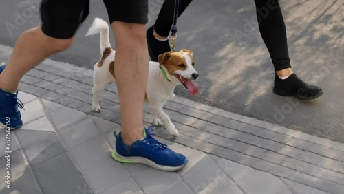 A couple spend leisure outdoors, walks and steps in unison with pet, a Jack Russell Terrier dog, on a warm summer day in the city park area. The concept of friendship and companionship between animal
