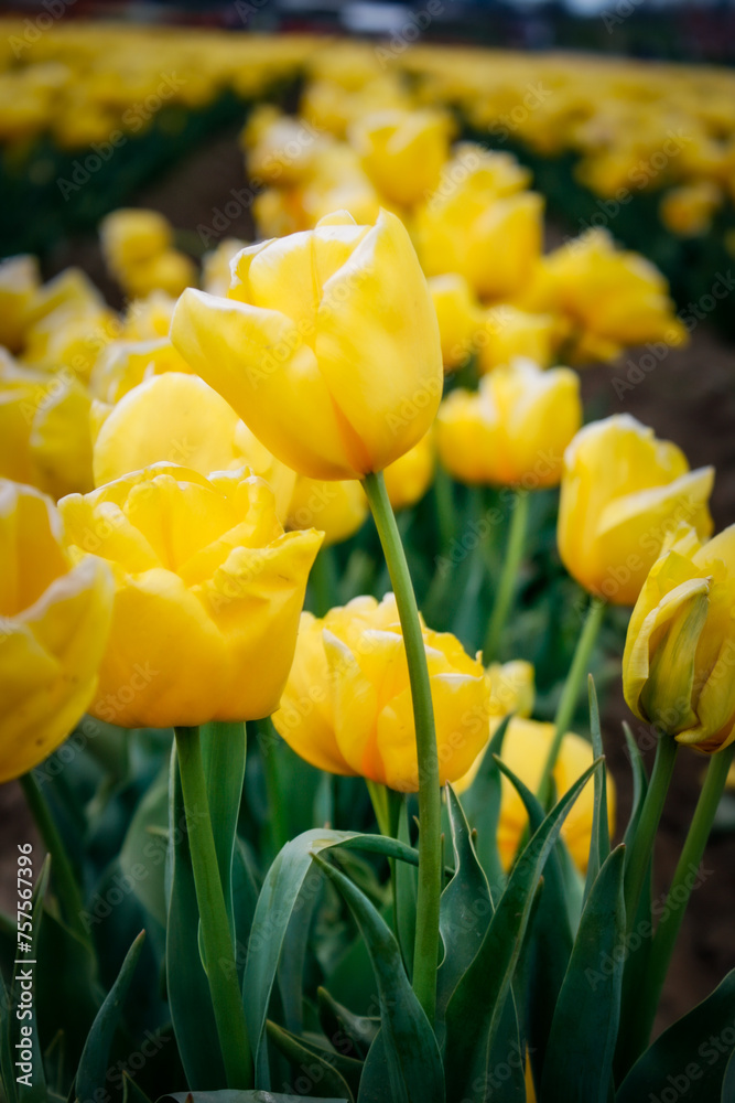 Obraz premium yellow and red tulips
