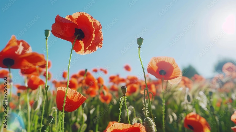 Fototapeta premium a field full of red flowers with the sun shining through the clouds in the sky in the middle of the day.