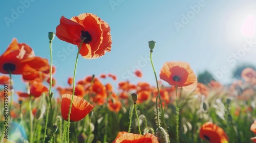 a field full of red flowers with the sun shining through the clouds in the sky in the middle of the day.