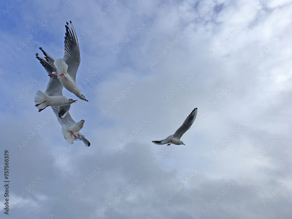 Obraz premium Seagulls fly in the sky over the sea