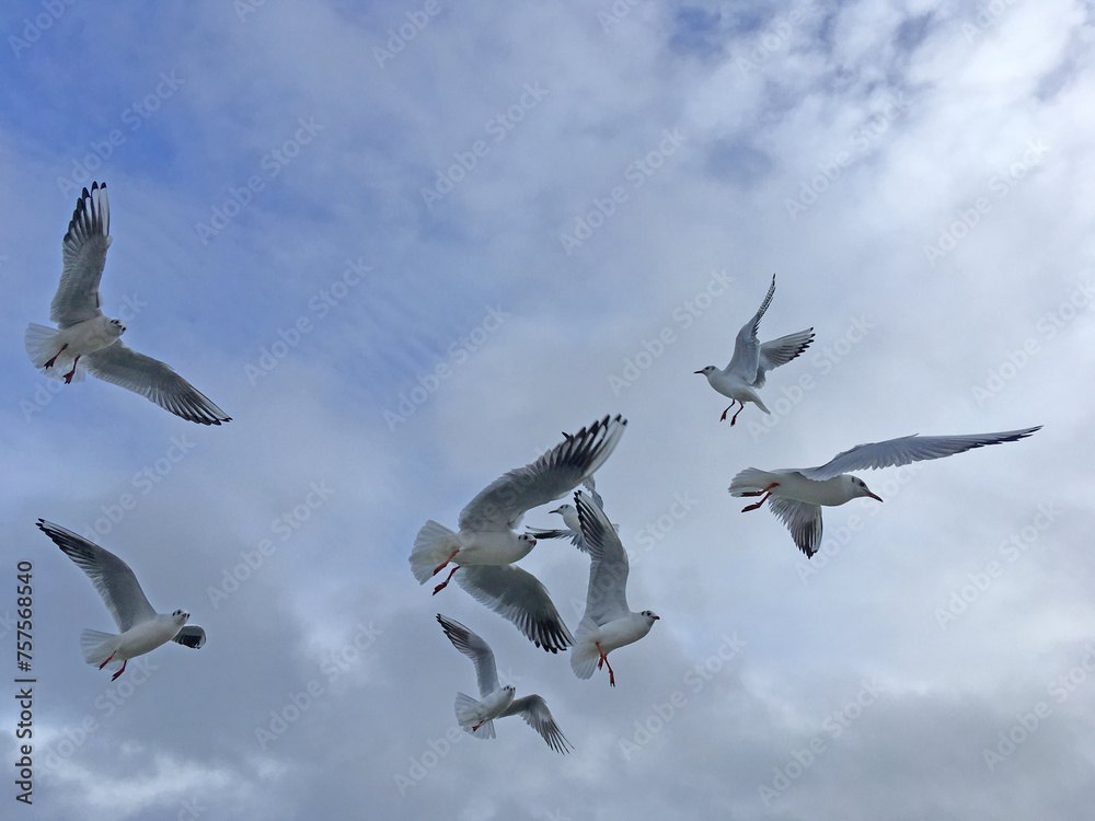 Seagulls fly in the sky over the sea Seagulls fly in the sky over the sea