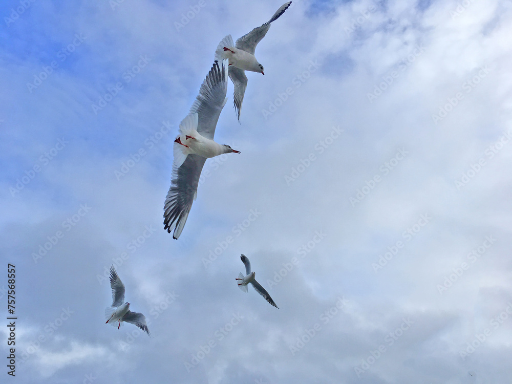 Obraz premium Seagulls fly in the sky over the sea