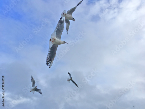 Seagulls fly in the sky over the sea