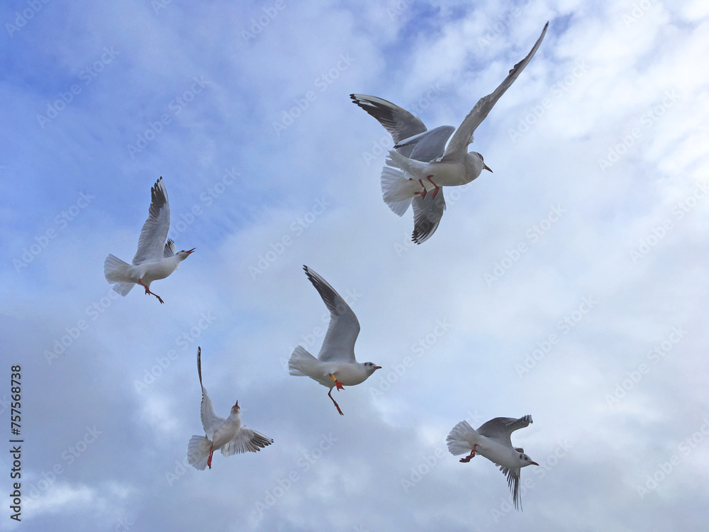 Seagulls fly in the sky over the sea Seagulls fly in the sky over the sea