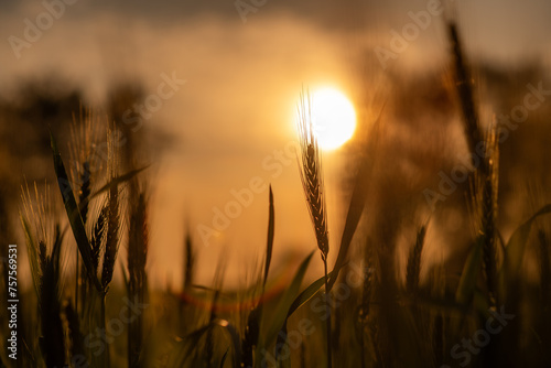 golden sunset in the field of wheat