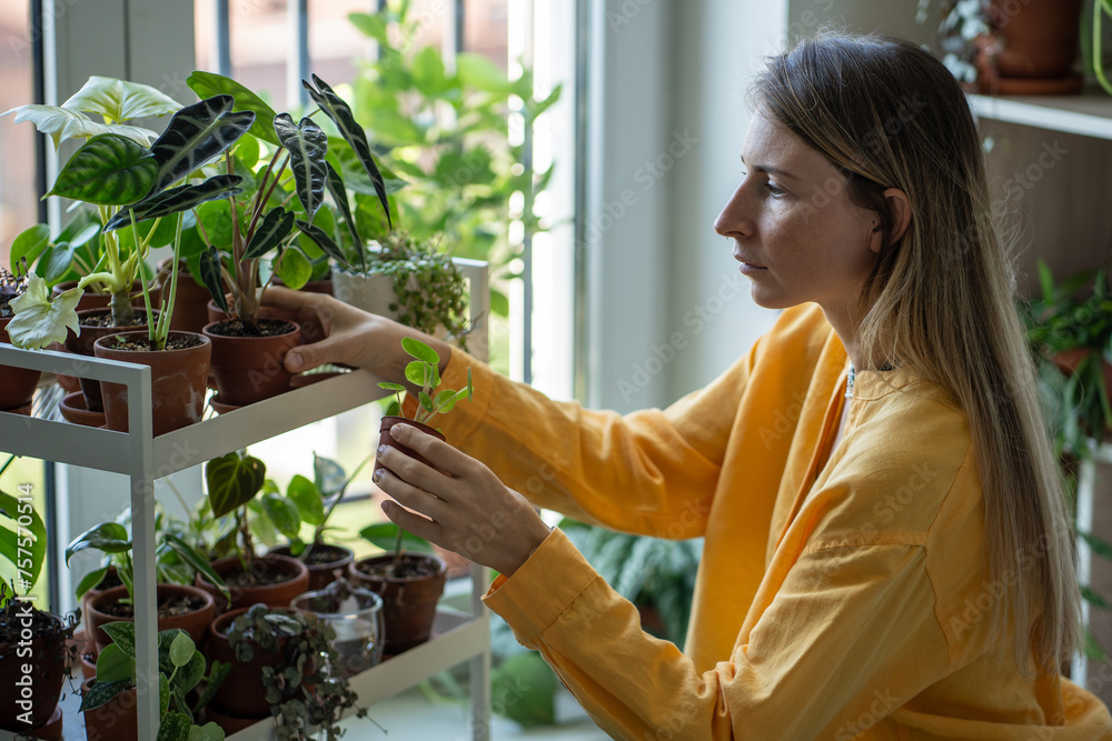 Concentrated focused woman doing housework taking care of houseplants