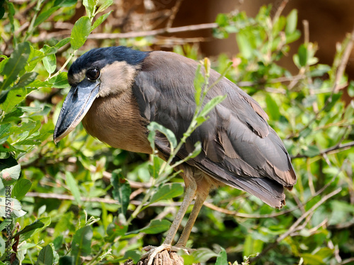 Closeup of boat-billed heron (Cochlearius cochlearius) in a tree and among leaves 