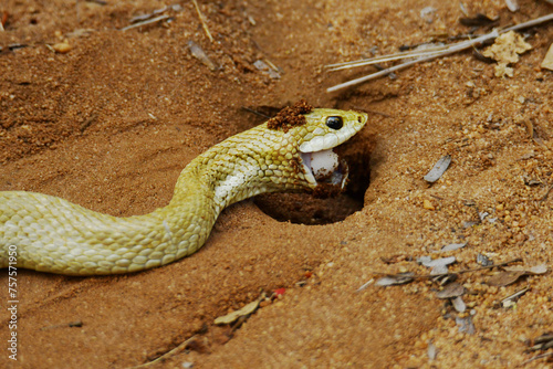 Close-up of a Malagasy blonde hognose snake (Leioheterodon modestus) predating on a clutch of Madagascar swifts (Oplurus sp.) near Lake Ravelobe at Ankarafantsika National Park photo