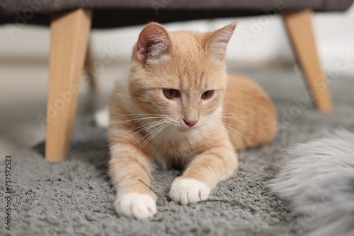 Fototapeta Naklejka Na Ścianę i Meble -  Cute ginger cat lying on grey carpet at home