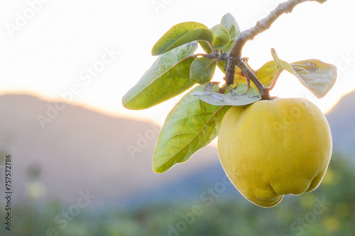 Quince fruit hanging from a branch in a Quince tree at sunset photo