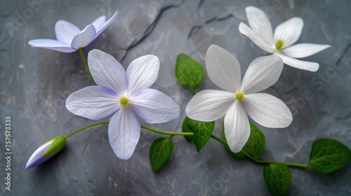 three white and purple flowers with green leaves on a gray surface with a stone surface in the background and a green stem in the foreground.