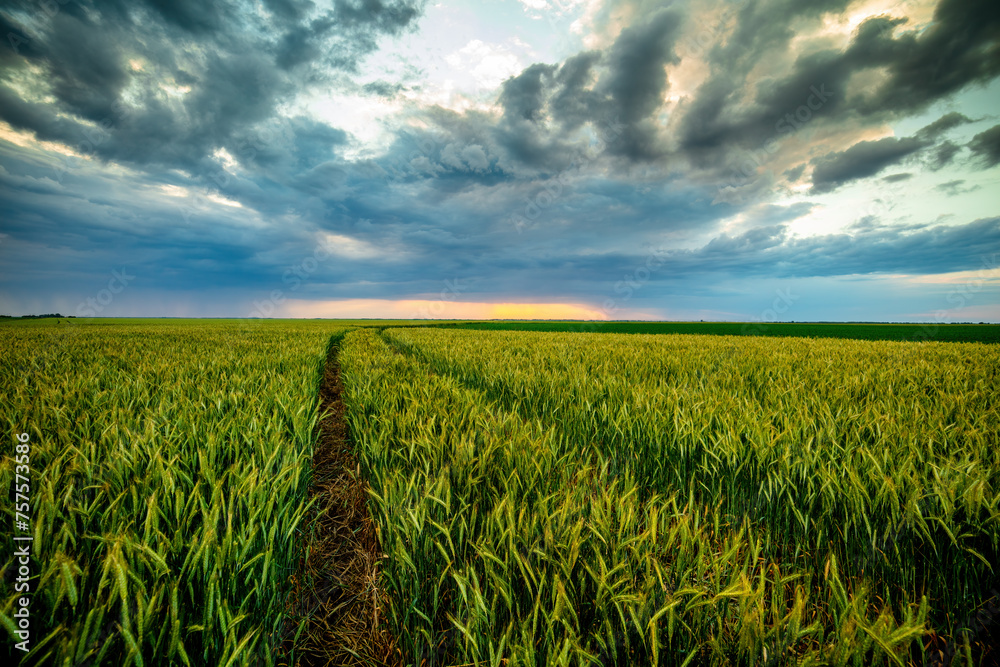 Vibrant sunset casts dynamic light on a lush wheat field with a dramatic sky Vibrant sunset casts dynamic light on a lush wheat field with a dramatic sky