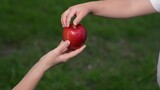 Little boy hand taking red ripe apple from mother arm with care and love at summer green grass closeup top view. Woman giving fresh vitamin fruit to son kid child with best feelings and tenderness