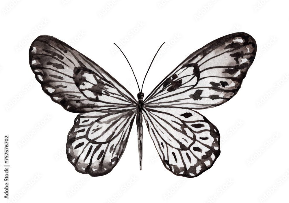 Black and white watercolor butterfly, isolated on the white background. Illustration for design and greeting card.