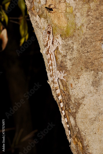 Grandidier's velvet gecko (Blaesodactylus sakalava) on a tree stem at night at Kirindy Forest, Menabe, Madagascar photo
