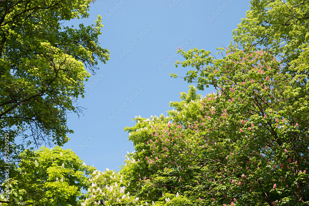 tree crowns of chestnut trees with blossoms at springtime tree crowns of chestnut trees with blossoms at springtime