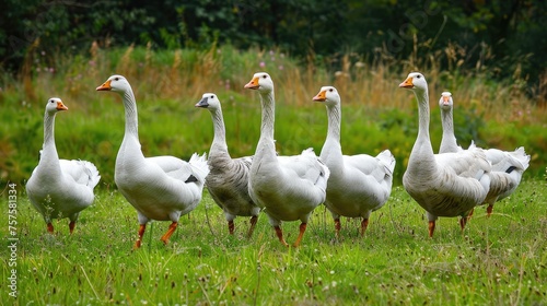 Flock of white domestic geese on the pasture. Big white goose in meadow. Domestic geese on the green lawn