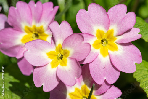 Pink wild primroses  primula vulgaris  flowers in bloom