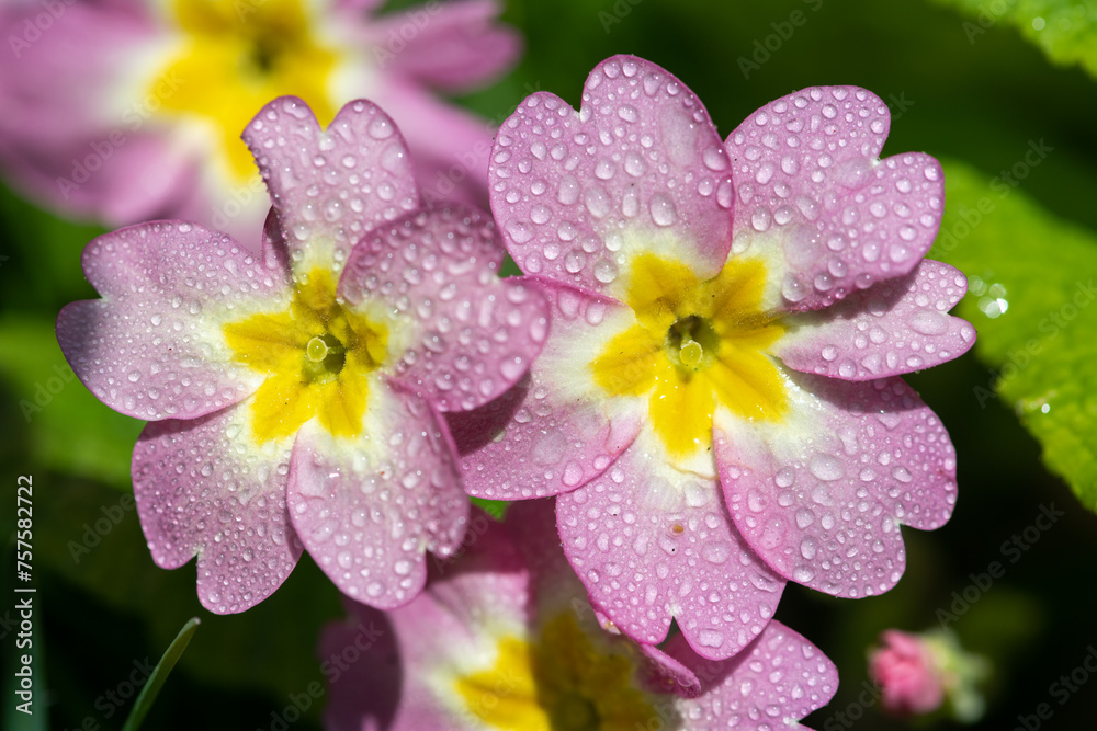 Pink wild primroses (primula vulgaris) flowers covered in water droplets