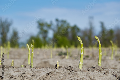 Green asparagus plants growing in the field