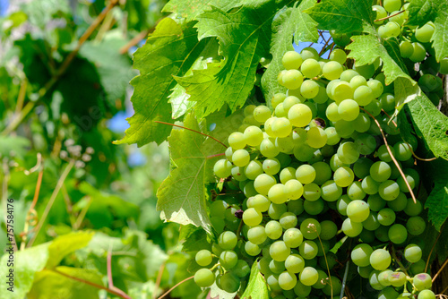 Close-up of green vine grapes in Manarola