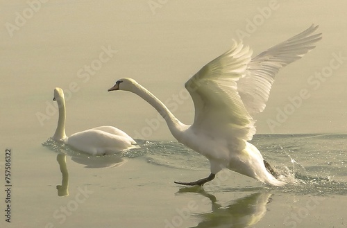 L'envol du cygne au coucher du soleil photo