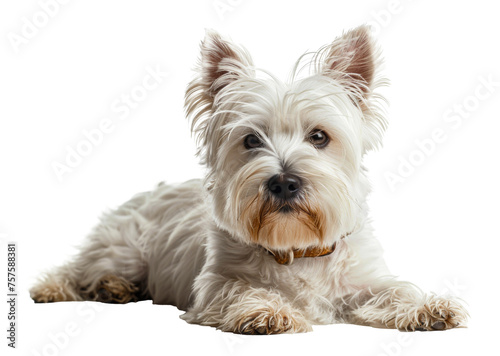 Adorable West Highland white terrier with a shiny coat on transparent background - stock png.
